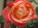 Die Welt ® rose photo
