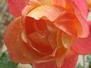 Die Welt ® rose photo