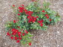 Look-A-Likes® BougainFeelYa rose photo