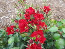 Look-A-Likes® BougainFeelYa rose photo