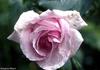 Königin Carola von Sachsen rose photo
