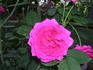 Tower Bridge rose photo
