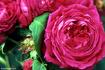 John Bright rose photo