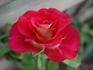 Gypsy Leonidas rose photo