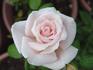 Honey Favorite rose photo