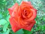 Rusticana ® rose photo