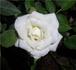 Snow Bride rose photo