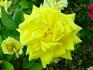 Carte d'Or rose photo