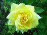 O Sole Mio ® rose photo
