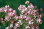 Suse rose photo