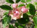 Suse rose photo