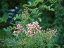 Suse rose photo