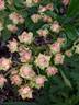 Suse rose photo