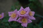 Lavender Spoon rose photo