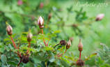 Dresdner Barock rose photo