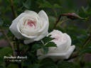 Dresdner Barock rose photo
