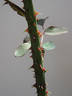 Prudence rose photo