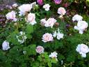 Charming Blush rose photo