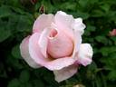 Charming Blush rose photo