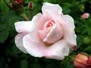Charming Blush rose photo