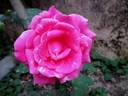 Sahastradhara rose photo