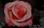 Gräfin Sonja ™ rose photo