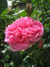 Mrs. Norman Watson rose photo