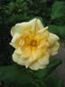 Dividend rose photo