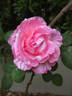 Lady Somers rose photo
