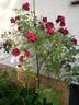 Burgundy Rambler rose photo