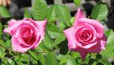 Naga Belle ™ rose photo