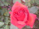 Cancun ™ rose photo
