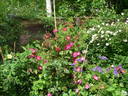 Early Red rose photo