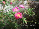 Early Red rose photo
