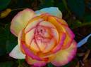 Centennial Star rose photo