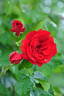 Royal Show rose photo