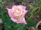 Apéritif rose photo