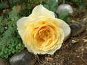 Southern Belle rose photo