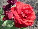 Red Champ ® rose photo