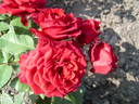 Red Champ ® rose photo