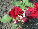 Red Champ ® rose photo