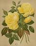 Coquette de Lyon rose photo
