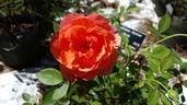 Matchless Mother rose photo