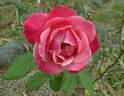 Mother's Rose rose photo