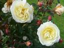 Chiffonade rose photo