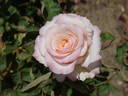Suffolk rose photo
