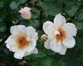 Arahan rose photo