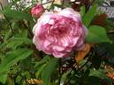 Pink Soupert rose photo