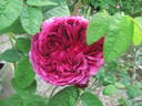 Louis Philippe rose photo