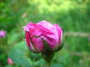 Reine des Centfeuilles rose photo